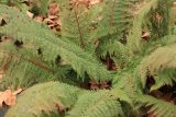 Polystichum setiferum RCP1-2020 (34).JPG